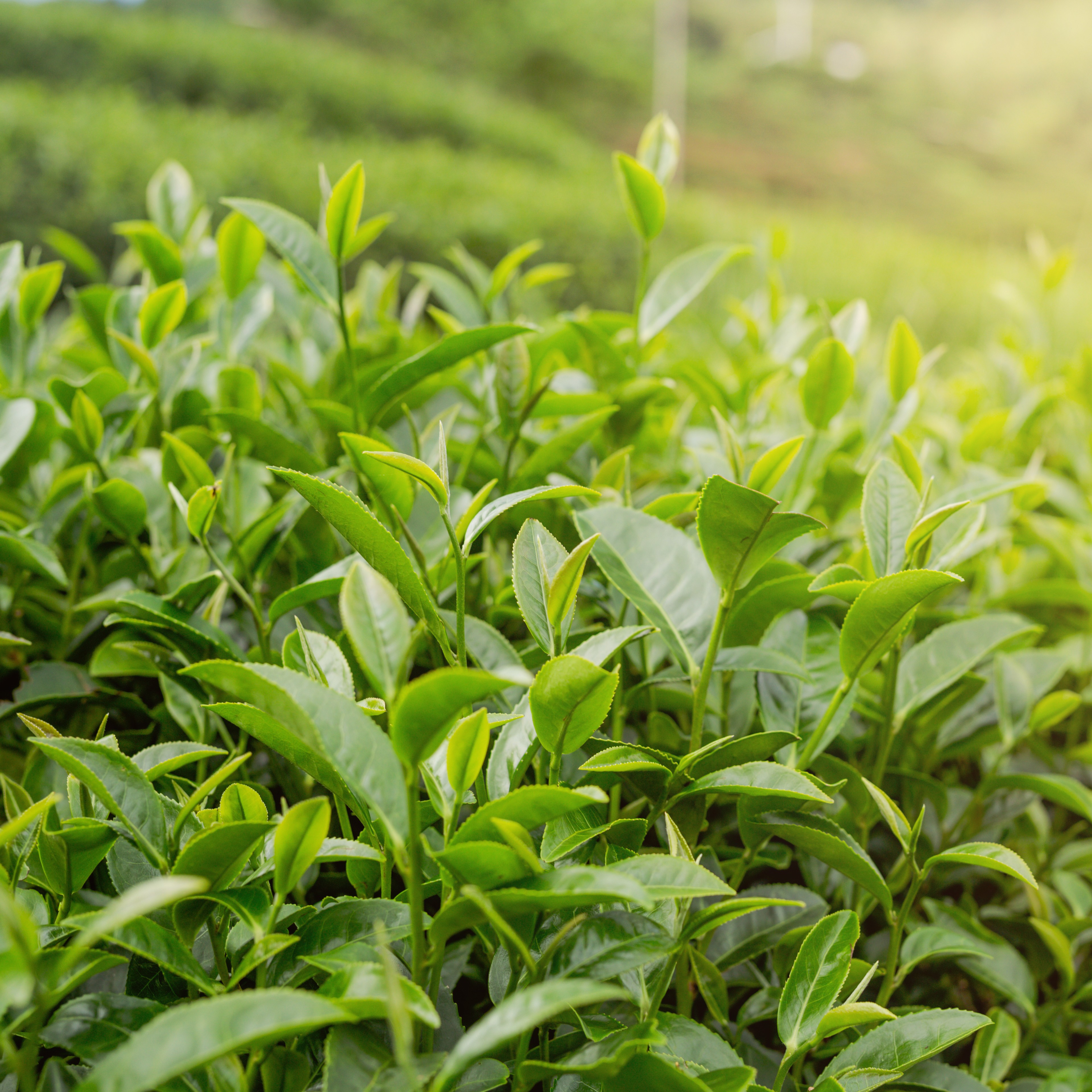 Wilson Tea - Premium Indian Tea Importer
